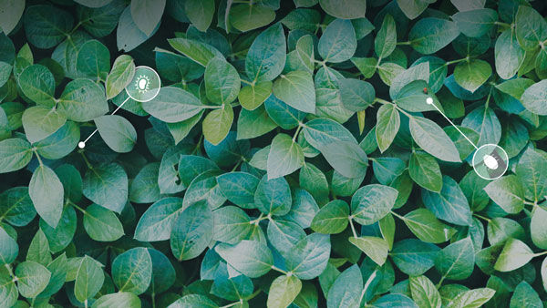 Precision cropping Taranis